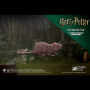 PETER PETTIGREW